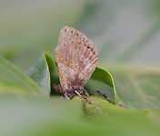 Wollen pootjes vlinder. Leven in symbiose met mieren.