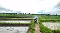 Tussen de rijstvelden