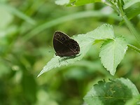 Bos bruintje