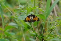 Mocker swallowtail