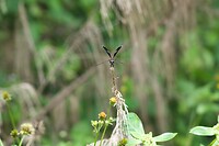 Pied paddy skimmer