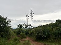 Acacia’s waar sisal touw van wordt gemaakt
