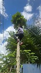 Papaya plukken.
