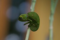 De dwerg kameleon