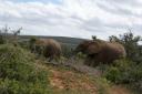 Elephant Nat Park1