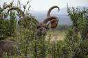 Elephant Nat Park2