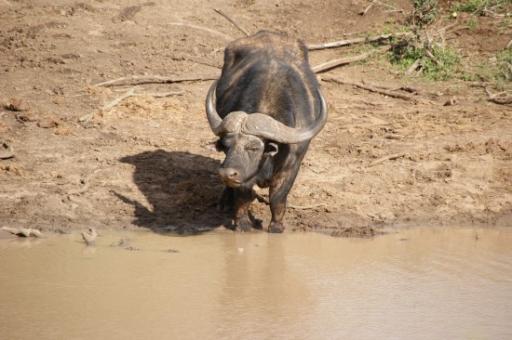 Elephant Nat Park3
