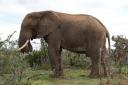 Elephant Nat Park6