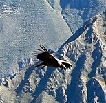 IMG_4520