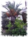 een oude palm op een klein stukje grond