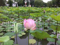 De Lotusbloem