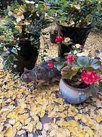 Guusje neemt afscheid van haar Chinese tuin……