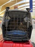 Een veilig plekje voor Guusje voor ruim zo’n 20 uur…..
