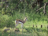 Game drive Ohrigstad Waterbok (dag 3) | Foto | Leo Dijkman’s reisblog
