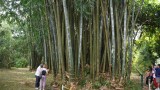 Bamboo boogie