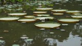 Reuzenwaterlelie