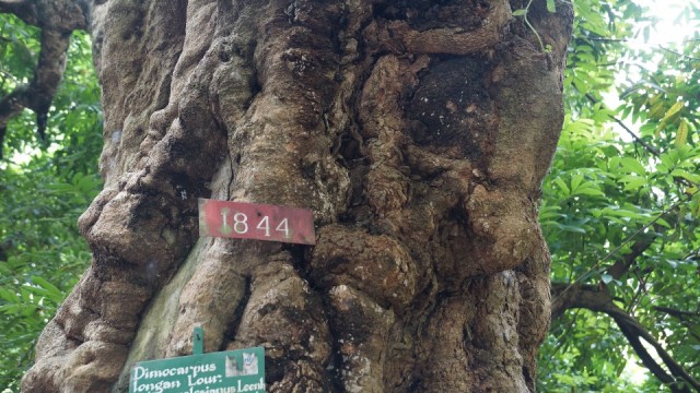 De koningsboom