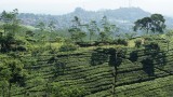 Theeplantages
