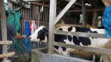 Zwart bont uit Holland