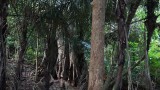 De jungle in