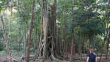 Prachtboom