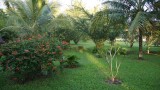 Tuin van guesthouse