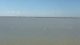 Flamingo's in het meer van Comacchio