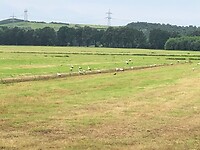 Een grote groep ooievaars op een net gemaaid weiland