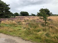 Schaarbeekse heide in bloei