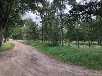Landweg tussen bos en gewassen