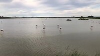 Flamingo’s