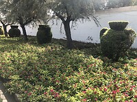 Bomen als kruiken in de tuinen van het Alcazar