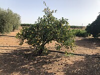 Sinaasappelboom