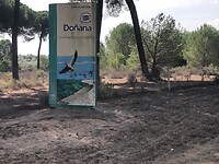 Doñana