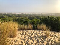 Pijnbomen op en onder de trekkende duinen