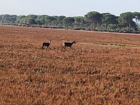 Ook hier een droog moeras, wandelplek voor herten