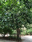 Ficus in het wild