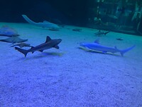 De eerste haai in het Oceanogràfic