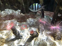 Zeeanemonen