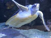 Schildpad