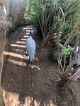 Kraanvogel