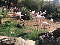 Flamingo’s