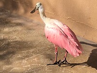Roze lepelaar