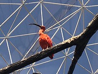 Oranje Ibis