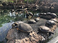 Schildpadden