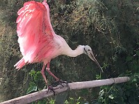 Roze Lepelaar
