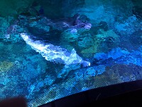 Beluga
