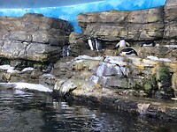 Juanita Penguins