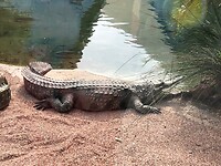 Afrikaanse smalbek krokodil