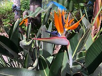 Paradijsvogelbloem